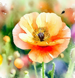 PAPAVER nudicaule (Iceland Poppy)