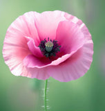 PAPAVER rhoeas (Corn Poppy, Single Mixed)