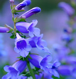 PENSTEMON angustifolius (Narrow-Leaved Beardtongue)