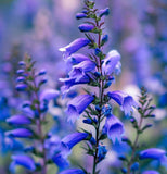 PENSTEMON angustifolius (Narrow-Leaved Beardtongue)