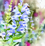 PENSTEMON angustifolius (Narrow-Leaved Beardtongue)