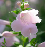 PENSTEMON grandiflorus (Shell-Leaf Penstemon)