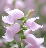 PENSTEMON grandiflorus (Shell-Leaf Penstemon)