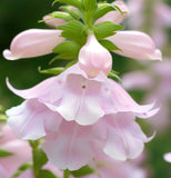 PENSTEMON grandiflorus (Shell-Leaf Penstemon)