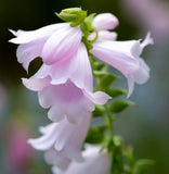 PENSTEMON palmeri (Palmer Penstemon)