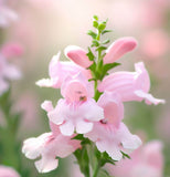 PENSTEMON palmeri (Palmer Penstemon)