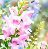 PENSTEMON palmeri (Palmer Penstemon)