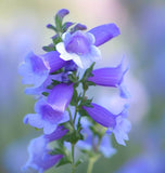 PENSTEMON strictus (Rocky Mountain Penstemon)