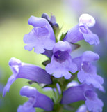 PENSTEMON strictus (Rocky Mountain Penstemon)