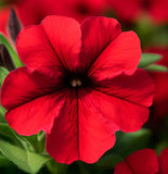 PETUNIA nana compacta 'Fire Chief' (Petunia, Dwarf Mixed - Fire Chief)