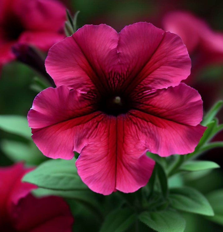 PETUNIA violacea (Wild Petunia)