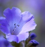 PHACELIA campanularia (California Bluebell)