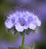 PHACELIA tanacetifolia (Lacy Phacelia)