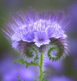 PHACELIA tanacetifolia (Lacy Phacelia)