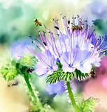 PHACELIA tanacetifolia (Lacy Phacelia)