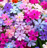 PHLOX drummondii (Annual Phlox, Mixed)