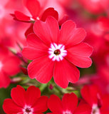 PHLOX drummondii (Annual Phlox, Red)