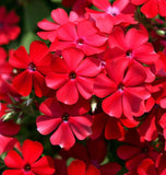 PHLOX drummondii (Annual Phlox, Red)