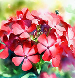 PHLOX drummondii (Annual Phlox, Red)