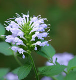 PYCNANTHEMUM tenuifolium (Mountain Mint, Slender)