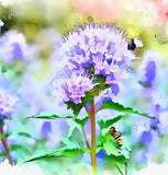 PYCNANTHEMUM tenuifolium (Mountain Mint, Slender)