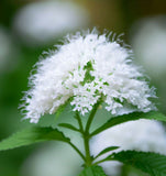 PYCNANTHEMUM virginianum (Mountain Mint, Virginia)