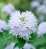 PYCNANTHEMUM virginianum (Mountain Mint, Virginia)