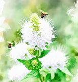 PYCNANTHEMUM virginianum (Mountain Mint, Virginia)