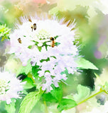 PYCNANTHEMUM virginianum (Mountain Mint, Virginia)