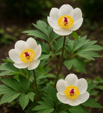Paeonia japonica (Japanese Peony, Japanese Woodland Peony)