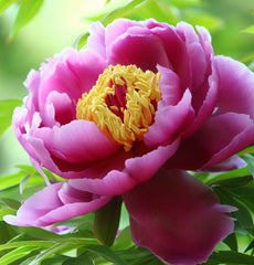 thumbnail image 2 of 10 Tree Peony Seeds - Mountain Paeonia Suffruticosa Arborea - Color Mix Shrub 2 of 6