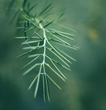 Parkinsonia aculeata (Jerusalem Thorn, Jellybean Tree, Mexican Palo Verde, Palo Verde)