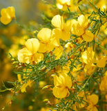 Parkinsonia aculeata (Jerusalem Thorn, Jellybean Tree, Mexican Palo Verde, Palo Verde)