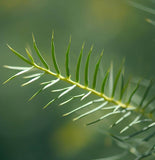 Parkinsonia aculeata (Jerusalem Thorn, Jellybean Tree, Mexican Palo Verde, Palo Verde)