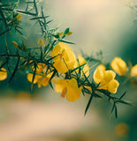 Parkinsonia aculeata (Jerusalem Thorn, Jellybean Tree, Mexican Palo Verde, Palo Verde)