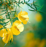 Parkinsonia aculeata (Jerusalem Thorn, Jellybean Tree, Mexican Palo Verde, Palo Verde)