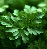 Parsley, Hamburg Rooted (Petroselinum crispum)