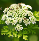 Parsley, Hamburg Rooted (Petroselinum crispum)