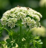 Parsley, Hamburg Rooted (Petroselinum crispum)