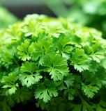 Parsley, Hamburg Rooted (Petroselinum crispum)