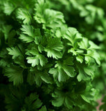 Parsley, Hamburg Rooted (Petroselinum crispum)