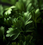 Parsley, Italian Dark Green (Petroselinum crispum)