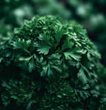 Parsley, Italian Dark Green (Petroselinum crispum)