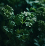 Parsley, Italian Dark Green (Petroselinum crispum)