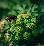 Parsley, Italian Dark Green (Petroselinum crispum)