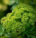 Parsley, Italian Dark Green (Petroselinum crispum)