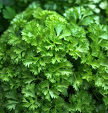 Parsley, Italian Giant (Petroselinum crispum)