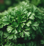 Parsley, Italian Giant (Petroselinum crispum)