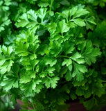 Parsley, Italian Giant (Petroselinum crispum)