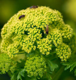 Parsley, Italian Giant (Petroselinum crispum)